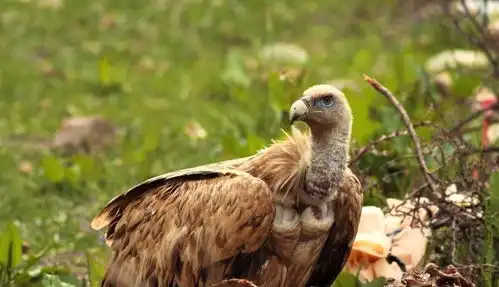 西北高原上最大的猛禽,翼展达3米可飞越珠峰,却甘愿食腐
