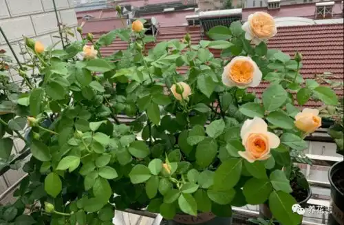 天热养花,光照施肥浇水做到位,花草不苦夏
