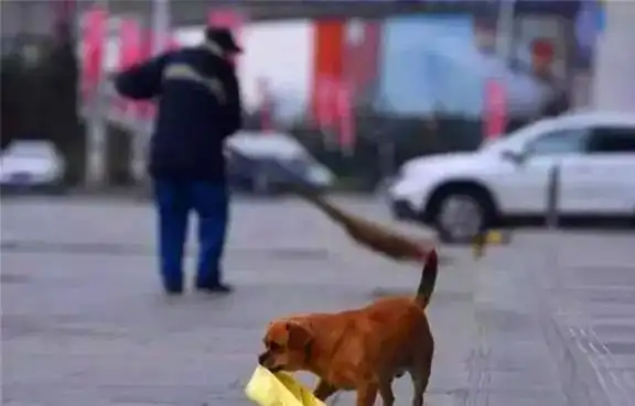 流浪狗被环卫工救活后,每天跟着捡瓶子报恩