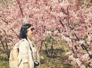 京城赏花记我和春天有个约会春日花事盛开的郁金香
