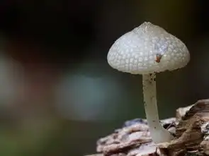 微拍的美丽菌类转帖
