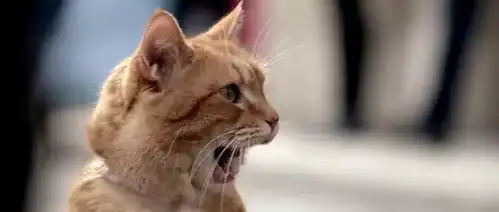 福利丨一起去电影院吸猫流浪猫鲍勃掌青送票