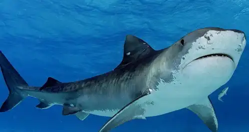 自然界中最累的动物,时时刻刻都要保持运动,停止就会死亡
