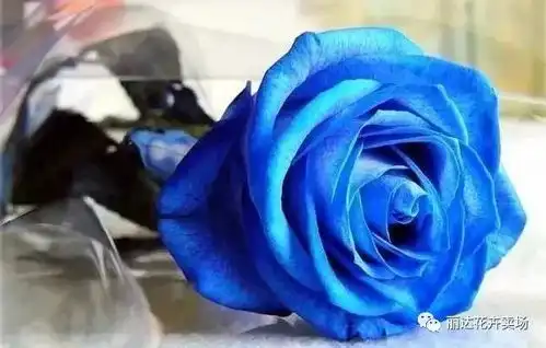 鲜切玫瑰花的保养
