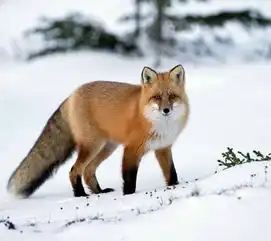 我要个狐狸的图片
