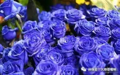 化蝶去寻花,夜夜栖芳草
