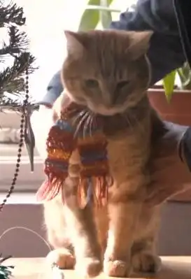 电影流浪猫鲍勃之无责任脑洞