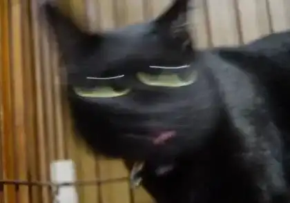 讲道理,摄影新手最好别拿猫练手,不然...