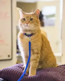 让一切的美好都不期而遇流浪猫鲍勃