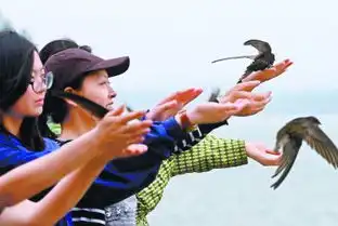 北京雨燕飞回来了