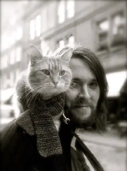 流浪猫鲍勃去世一只猫背后的感人故事