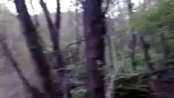 寂静的山林
