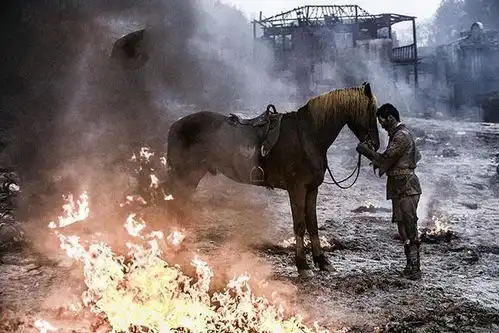 八路军的战马公鸡立了功被戴上大红花,它很高兴,不让取掉