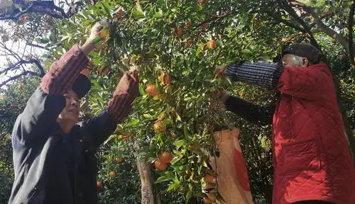 七一视角丨桔子红了丨石中泉专栏