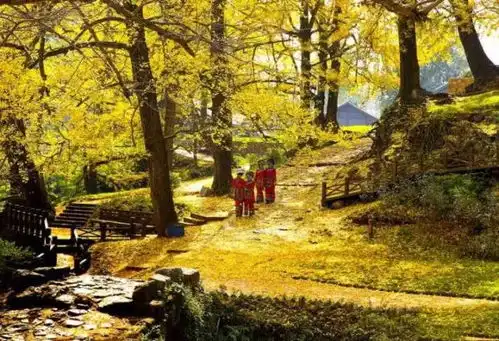 满城尽带黄金甲,隐藏在贵州的千年银杏村,美醉人间