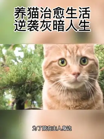 热门电影每日电影推荐电影解说养猫治愈生活,逆袭灰暗人生电影名叫流浪猫鲍勃