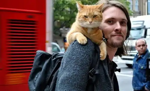 感动全球影迷的流浪猫鲍勃去世,它治愈的,可不仅仅是它的主人