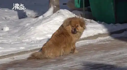 狗狗对着挖机咆哮阻挠施工,主人说出原因后大家都沉默了