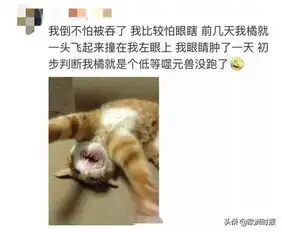 华懋宠物医院救命啊,看完惊奇队长就被噬元兽包围了盘点法国吸猫地点