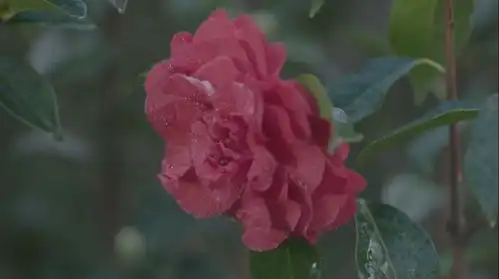 美丽云南第二季千年相遇帝王之花美物大理山茶花
