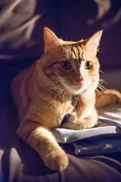 在冬天带给你温暖的治愈系影片流浪猫鲍勃