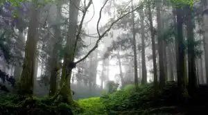 寂静山林
