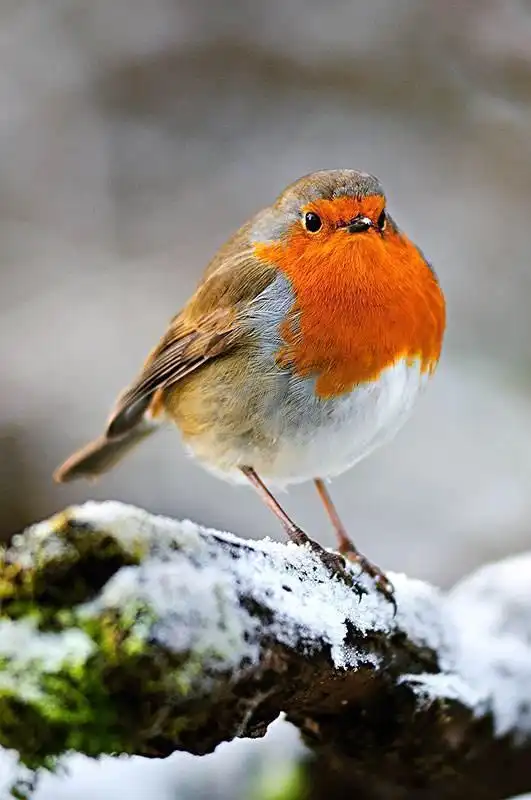 盘点叫声最好听的8种鸟类