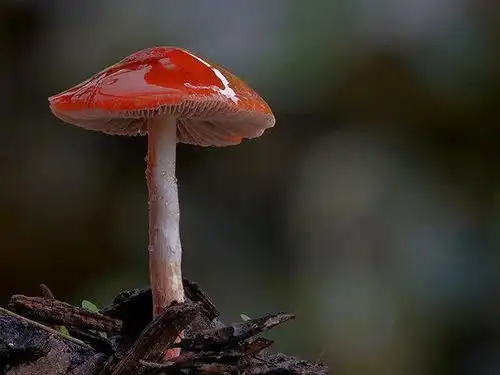 他十年时间专注拍蘑菇,拍的蘑菇99你都没见过
