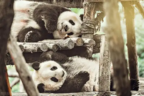 熊猫快餐悄悄入华,谢耳朵超爱的陈皮鸡来了
