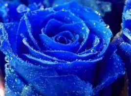 19朵蓝色妖姬的含义
