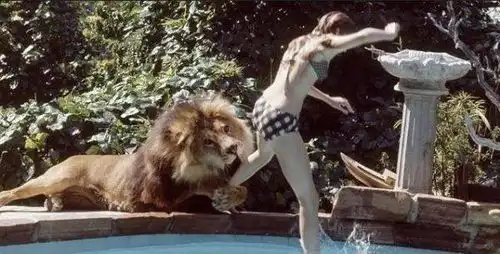 她把野生狮子当宠物养以为很酷,没想到竟付出惨痛代价