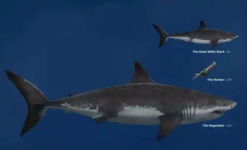 杰森斯坦森李冰冰领衔主演巨齿鲨8月10日重磅上映
