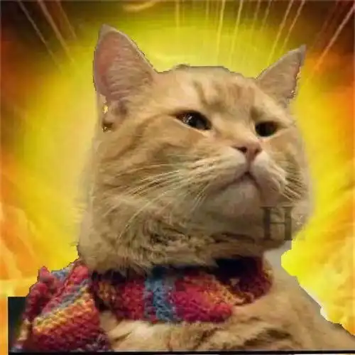 宠物电影走俏背后的都市症候群