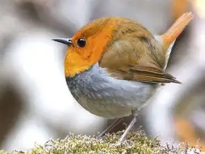 当动物全部都变成方脸我的世界即视感