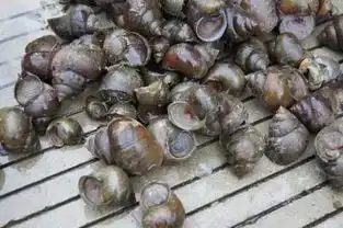 提醒福寿螺竟然有6000条寄生虫教你咋样区分田螺与福寿螺咸阳吃货要注意