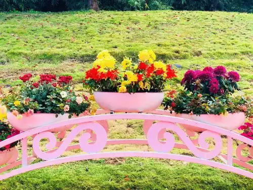 满城尽带黄金甲一起来宜春菊花展打卡啦
