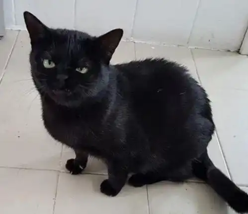 铲屎官用黑猫掉的毛发,给捏了一个黑猫模样,黑猫看见后表情亮了