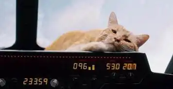 大橘猫与惊奇队长关系外星猫的能力有点恶心
