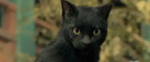 猫猫这么可爱,怎么就成了都市传说的常客