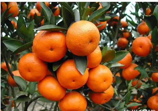 石门柑橘为什么红又甜
