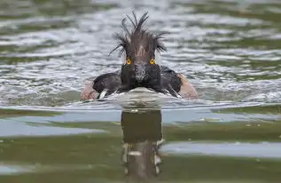 天生的动物界喜剧奇才

