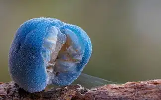 组图揭秘世界奇葩菌类好看却不能吃
