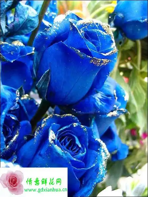 世上最美丽的花是什么花,最好带图片
