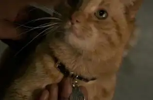 惊奇队长的猫叫什么名字惊奇队长养的猫有什么来历
