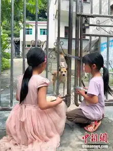 现实版忠犬八公,两年来风雨阻止接小主人放学