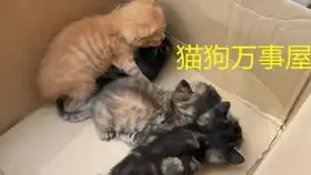 流浪猫鲍勃的真正死因竟不是老死虐猫被吃,散养猫处处是凶险
