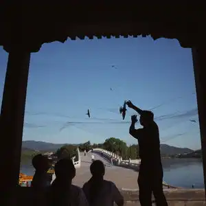 在颐和园廓如亭,38只雨燕佩戴环志