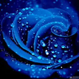 蓝玫瑰是蓝色妖姬吗
