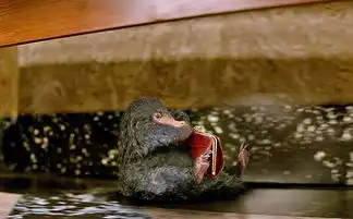 神奇动物在哪里曝电视宣传片