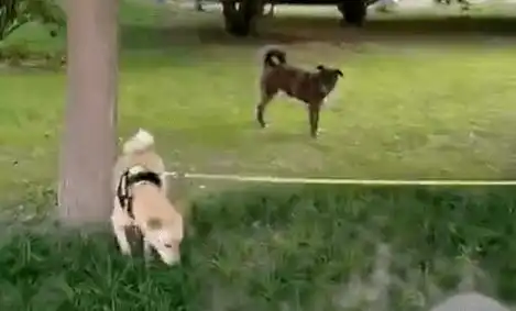 小区苦等主人三年现实版忠犬八公生病了,众人做了一个决定